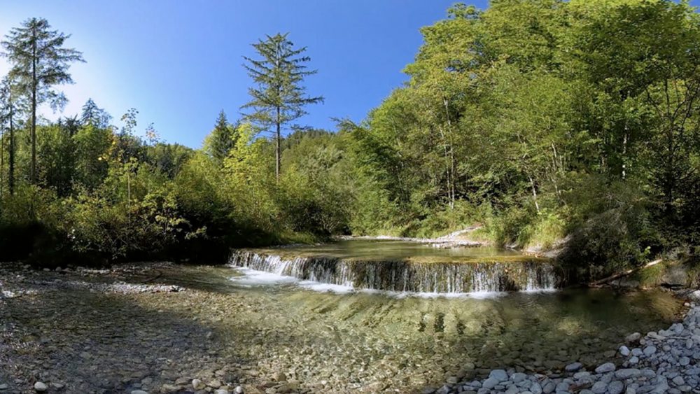 Grüner Flusslauf in einer Waldlandschaft