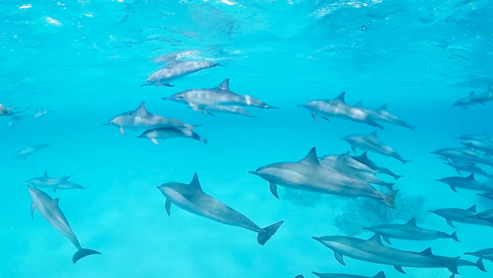 Unterwasseraufnahme mit Delfinen im blauen Wasser