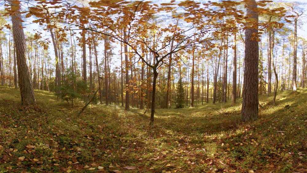 Herbstlicher Wald mit Sonnenlicht zwischen den Bäumen